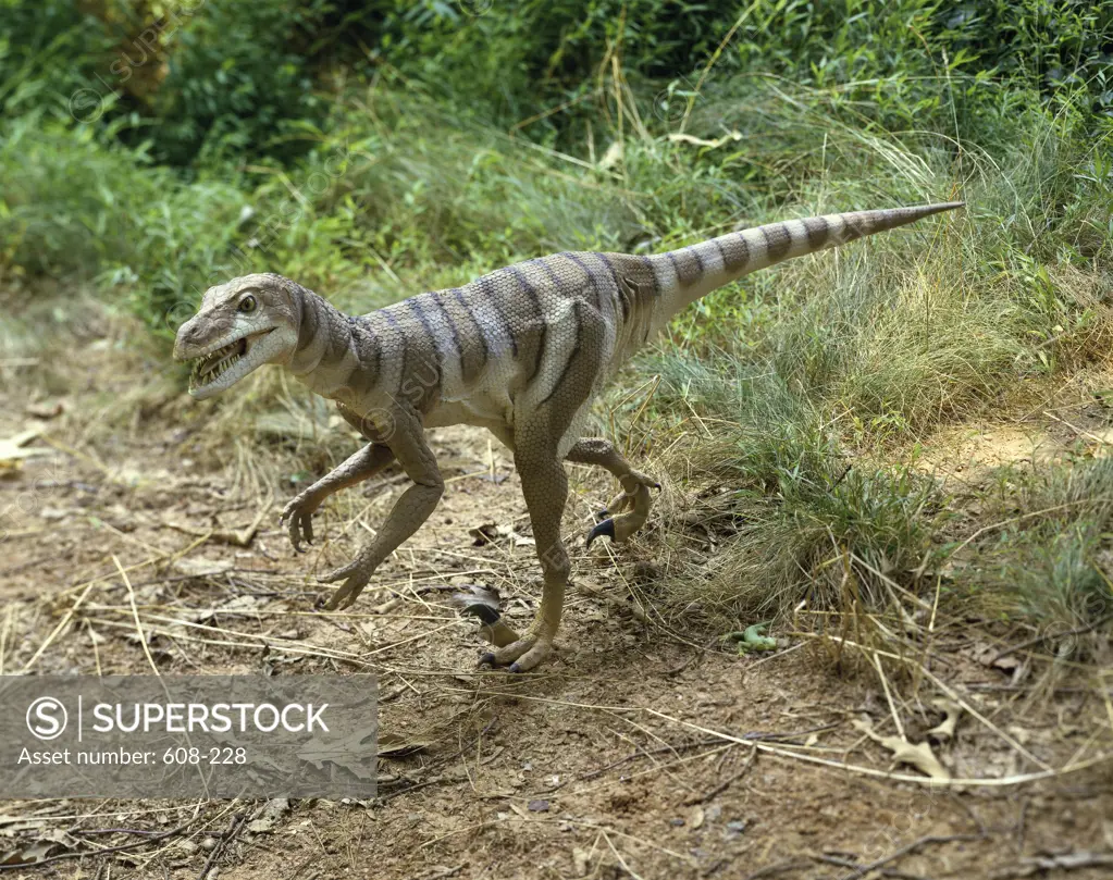 High angle view of a dromaeosaurus walking in a forest