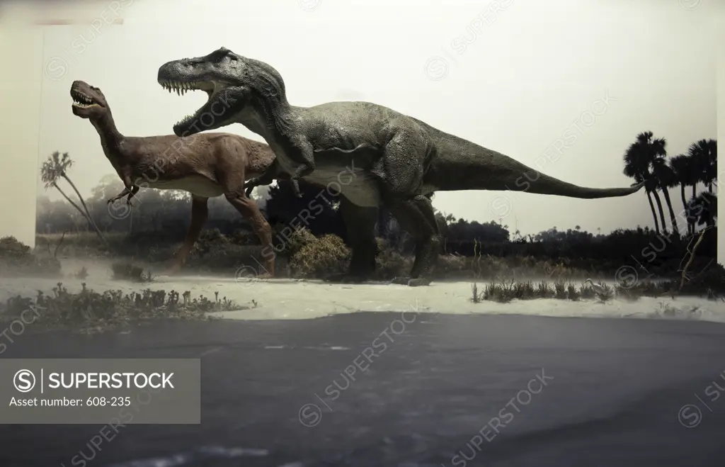 Side profile of a tyrannosaurus rex chasing an albertosaurus