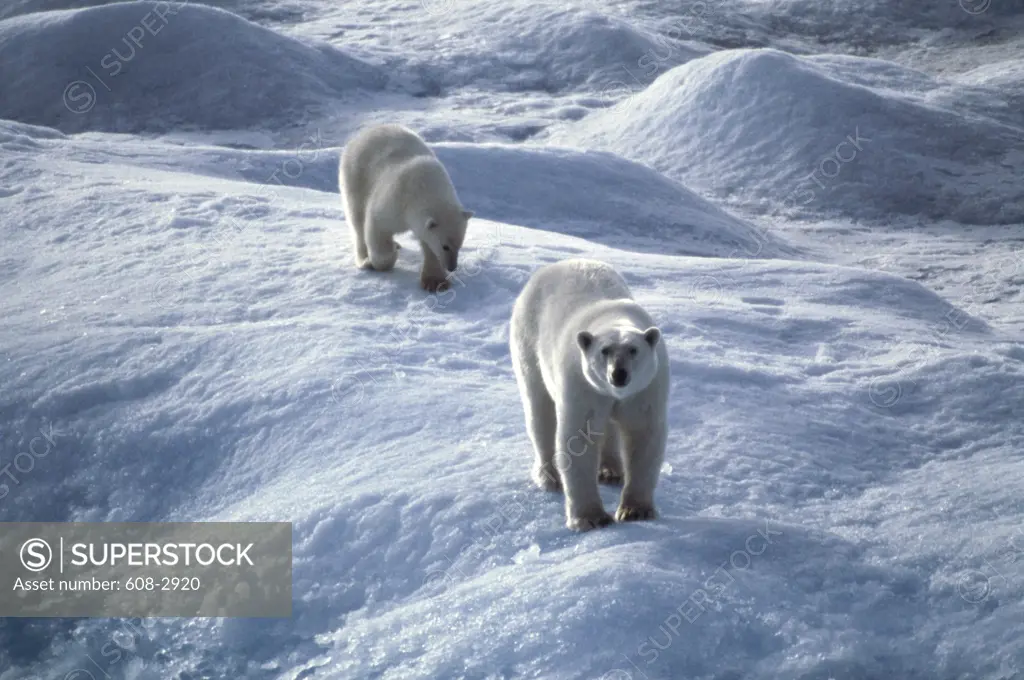 Polar Bear and Cub Baffin Bay Northwest Territories Canada