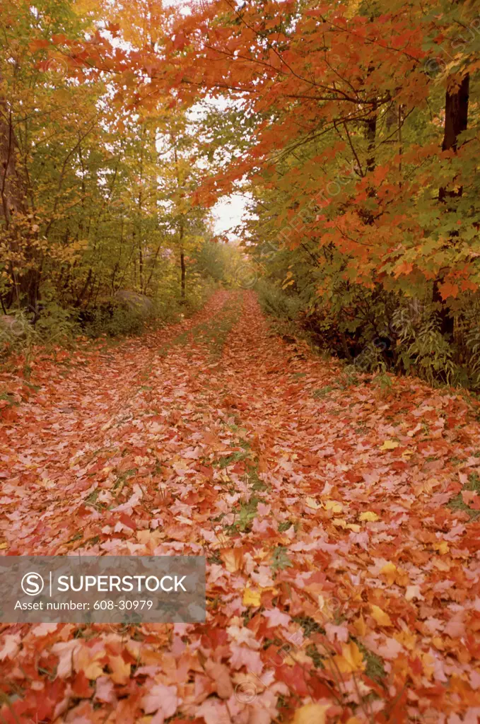 Maple leaves fallen on a walkway