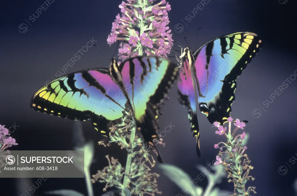 Close-up of two butterflies sitting on flowers