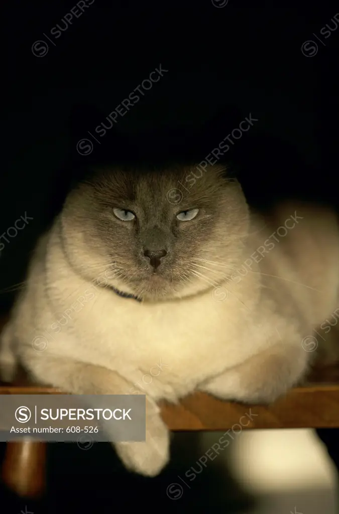 Siamese Cat  