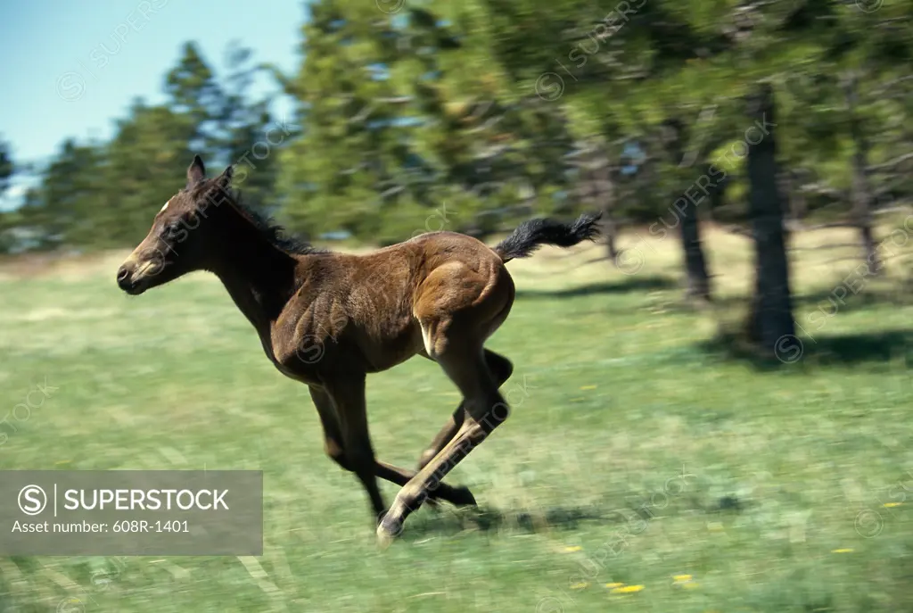Side profile of a foal running