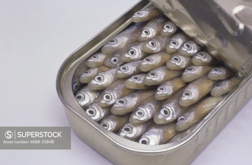 Close-up of sardines in a can