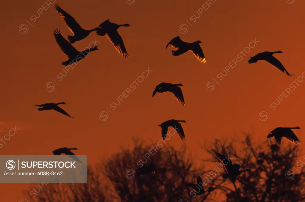 Flock of Canada Geese flying