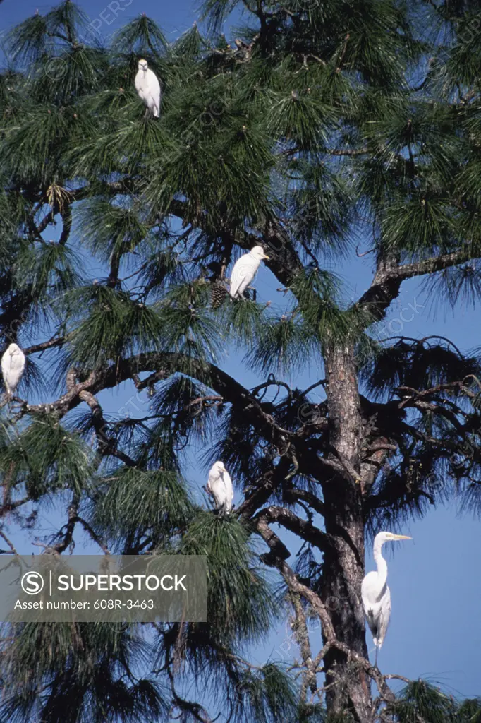 Egrets in a tree, Florida, USA