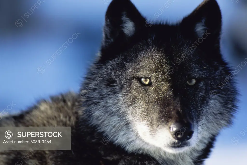 Close-up of a Timber Wolf