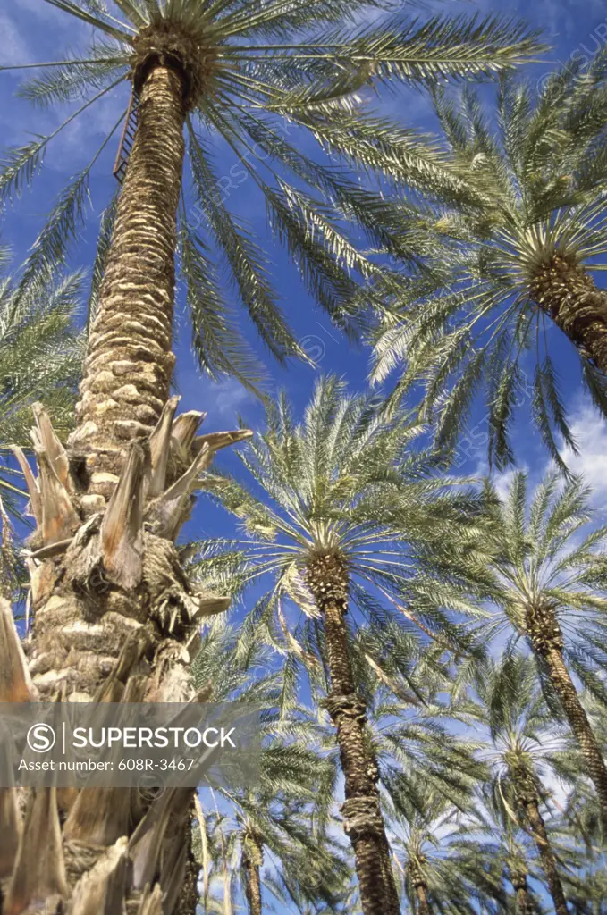Low angle view of Date Palm Trees, California, USA