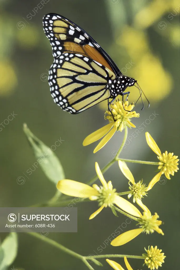 Monarch butterfly on a plant (Danaus plexippus)