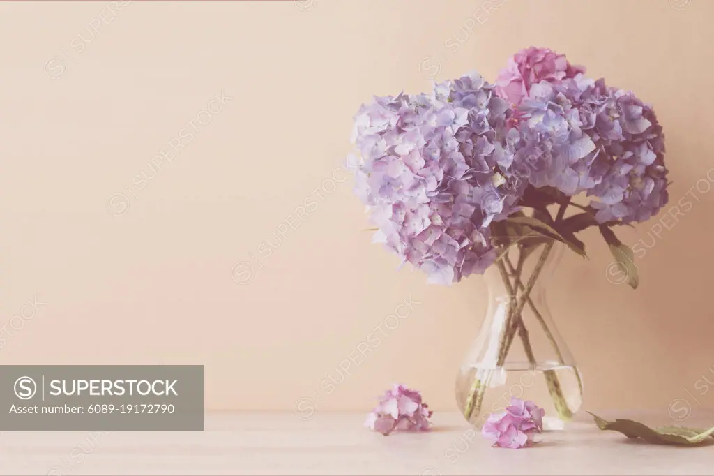 Blue and pink hydrangea blooming flower bouquet. Spring floral background. Selective focus