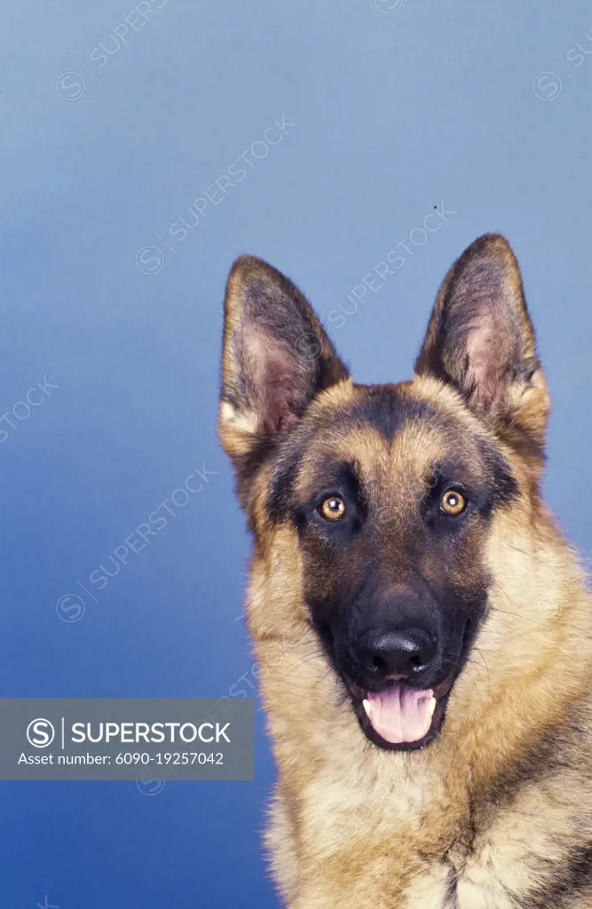 Closeup of German shepherd head on blue background
