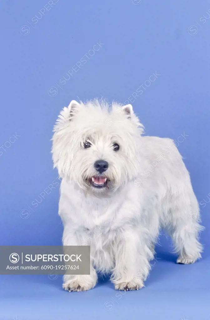West Highland White Terrier on blue background