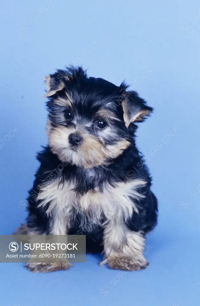 Yorkie puppy on blue background