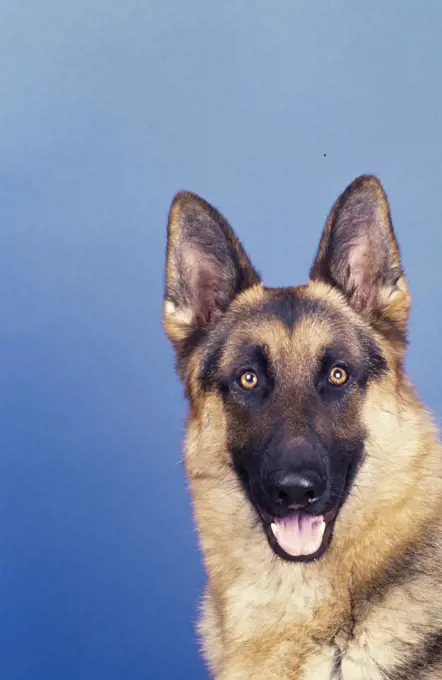 Closeup of German shepherd head on blue background