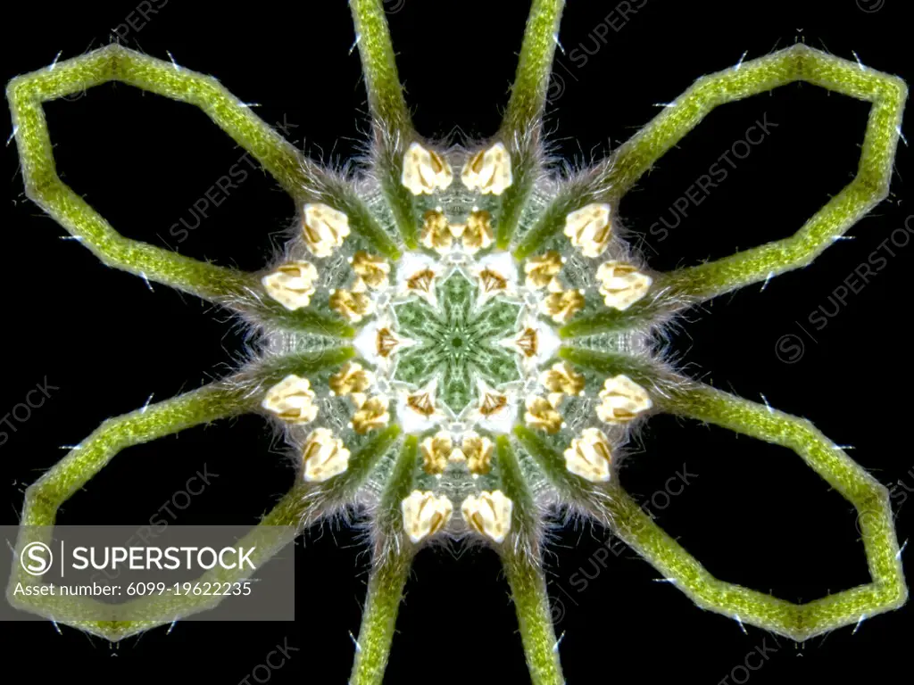 An abstract pattern made by applying fractal mirroring to a photo of a fuzzy wildflower.