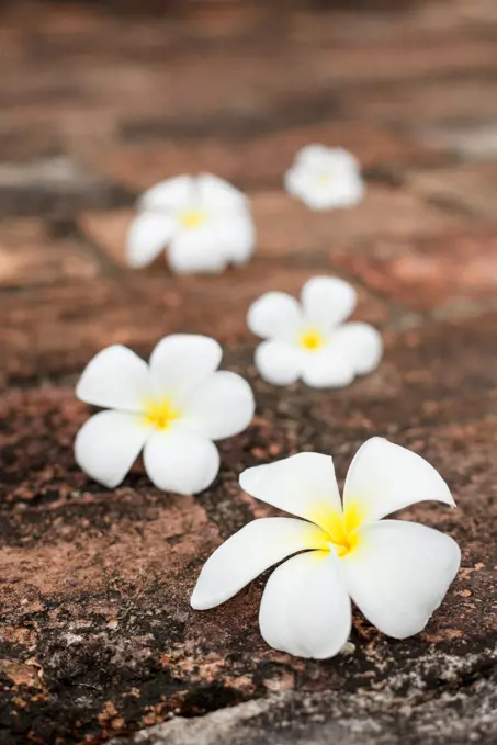 Frangipani (plumeria) spa flowers on stones