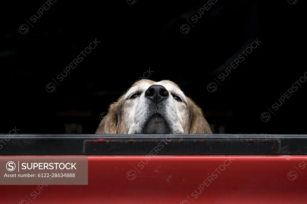 A cute dog seems bored looking over the truck bed waiting for its owner.