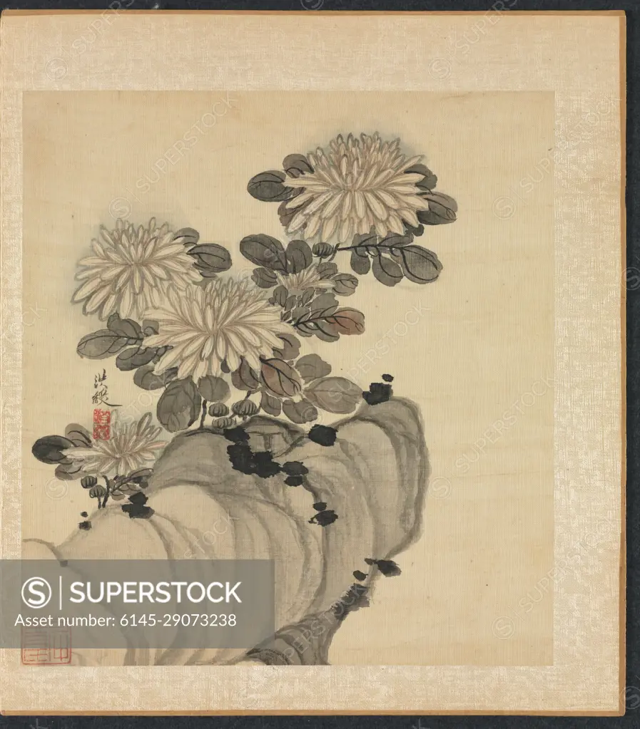 Paintings after Ancient Masters: Chrysanthemum and Rock, 1598-1652. Chen Hongshou (Chinese, 1598/99-1652). Album leaf, ink and color on silk; overall: 30.2 x 26.7 cm (11 7/8 x 10 1/2 in.).