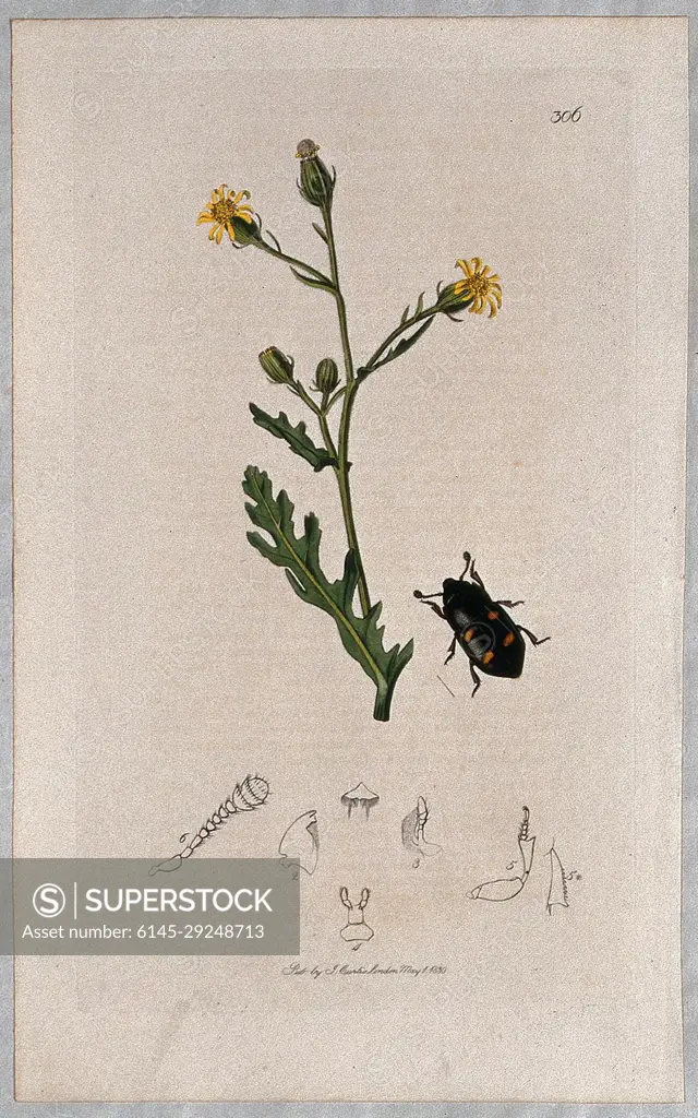 A groundsel plant (Senecio viscosus) with an associated beetle and its abdominal segments. Coloured etching, c. 1830.