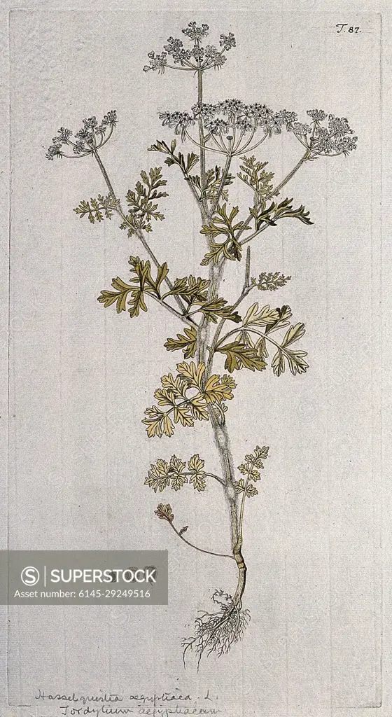 Tordylium aegyptiacum: entire flowering plant with separate fruit and seed. Coloured engraving after F. von Scheidl, 1770.