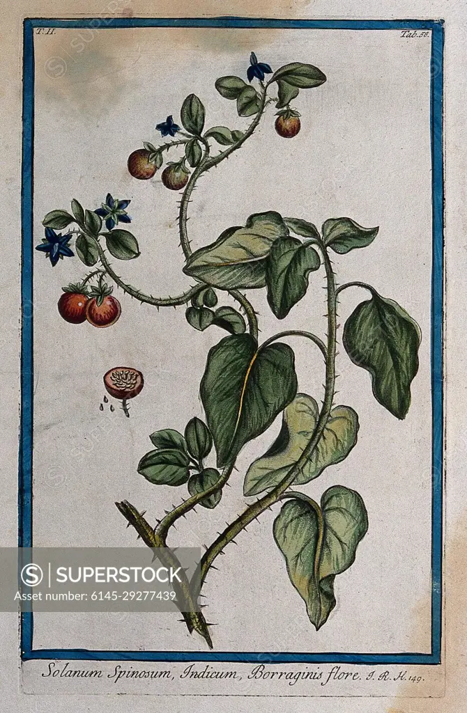 A plant (Solanum sp.): flowering and fruiting stem with separate sectioned fruit and seed. Coloured etching by M. Bouchard, 1774.