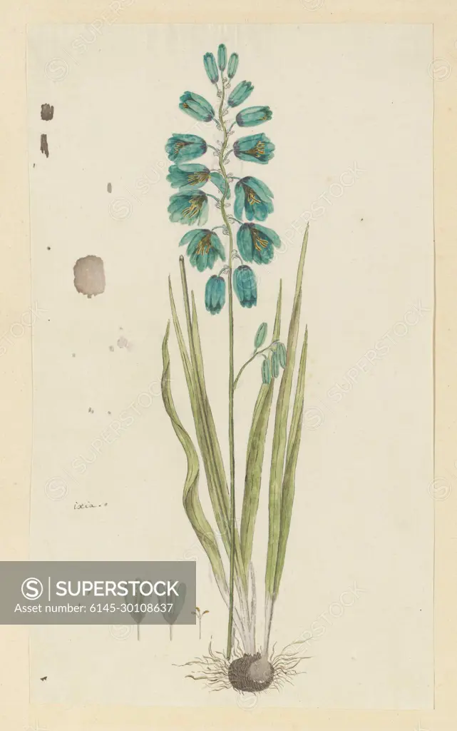 Ixia viridiflora Lam. (Turquoise ixia).Ixia viridiflora Lam.