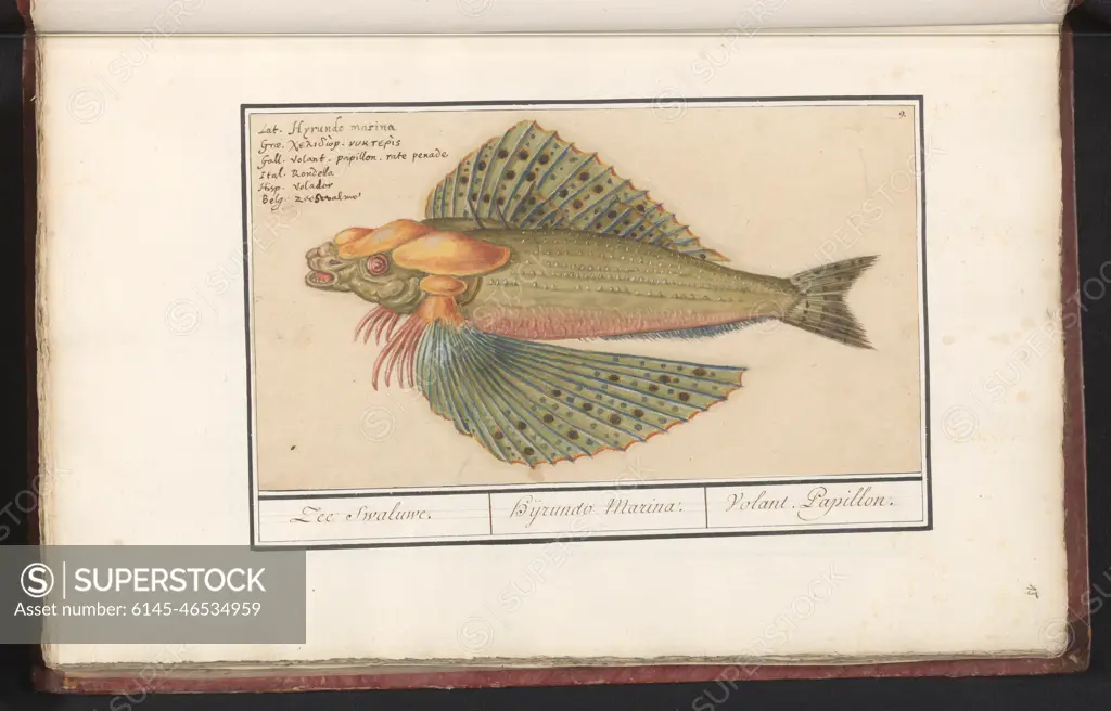 Flying fish (exacoetidae); Sea swaluwe. / Hyrundo Marina. / Volant