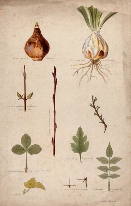 Various leaf forms, leaf arrangements and bulbs. Watercolour by I. Sawkins.