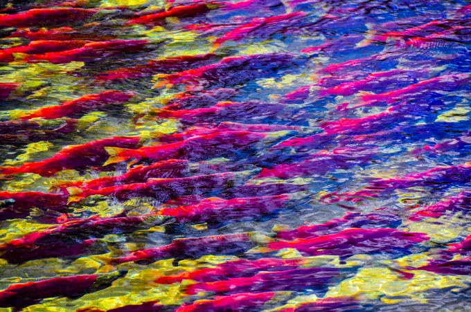 These are Sockeye Salmon in full spawning colors.