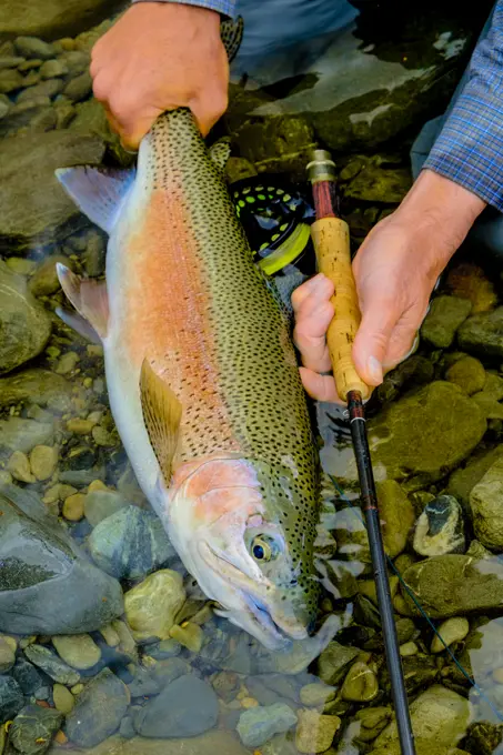 Fly Fishing for Rainbow Trout in New Zealand is special.