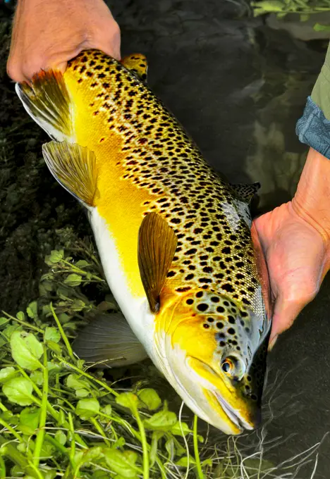 Fly fishing for the most perfect Brown Trout.