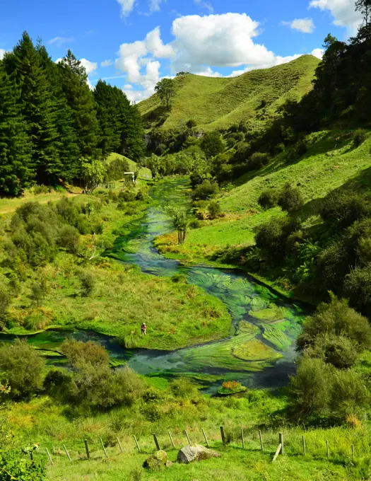 The Waihou Stream on the North Island of N.Z. is mecca for some Trout Fishing.