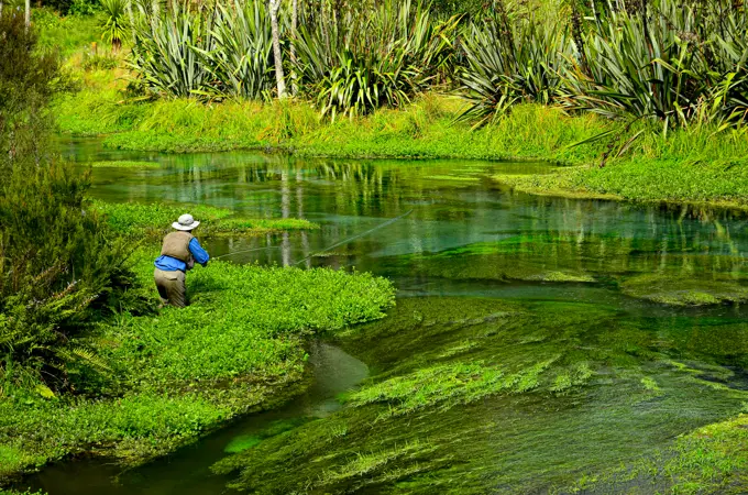 The Waihou Stream on the North Island of N.Z. is mecca for Trout Fishing.