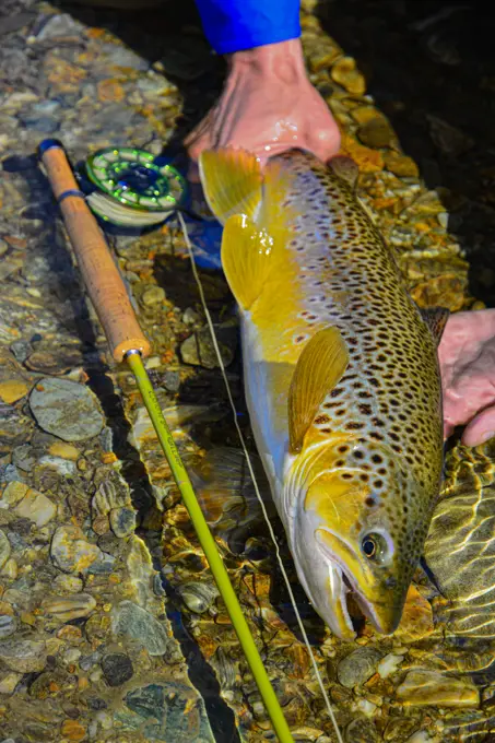 Fly Fishing for Brown Trout in N.Z. is very popular.