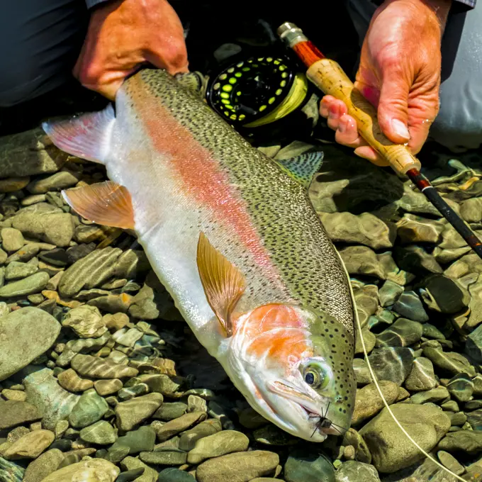 Fly Fishing for Rainbow Trout in  N.Z. is mecca for anglers.