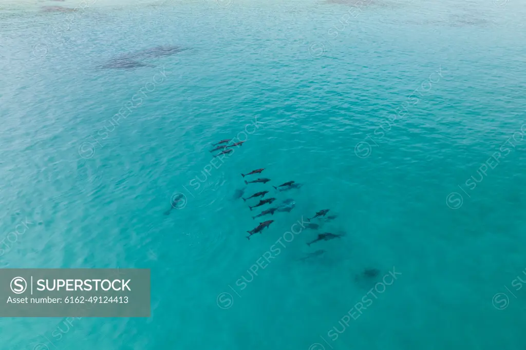 Aerial view of a dolphins swimming in the ocean along the coast, Yallingup, Western Australia, Australia.