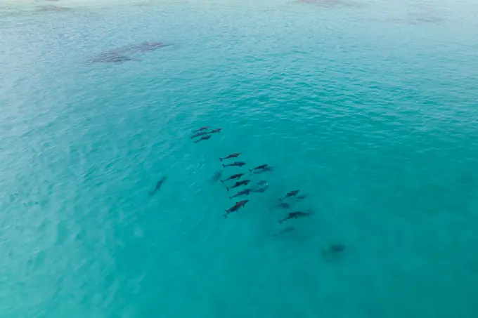 Aerial view of a dolphins swimming in the ocean along the coast, Yallingup, Western Australia, Australia.