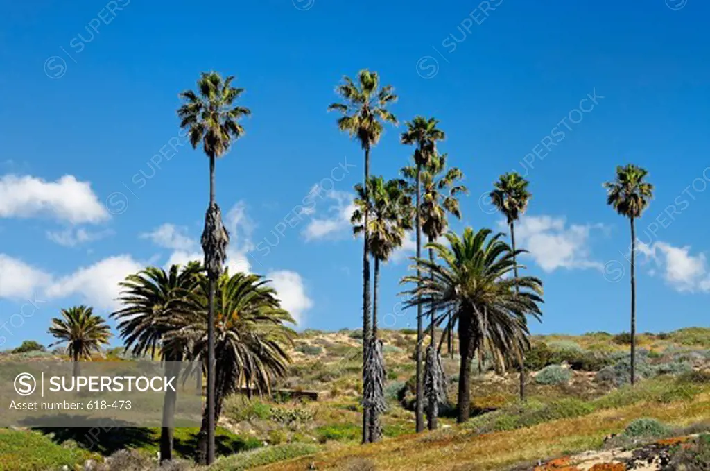 USA, California, Los Angeles, Westchester, Group of palm trees thriving inside closed off and unpopulated area west of Los Angeles International Airport, LAX