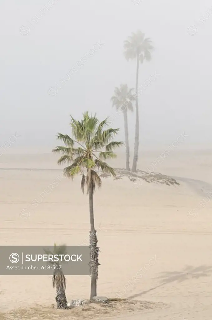 USA, California, Los Angeles, Westchester, Dockweiler Beach, Palm trees gradually disappear as fog rolls in from the Santa Monica Bay
