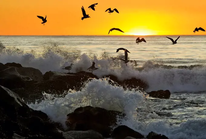 USA, California, Los Angeles, Westchester, Swells from Pacific crashing on rocks along Dockweiler Beach at sunset, seagulls trying to avoid getting hit by explosive bursts of water