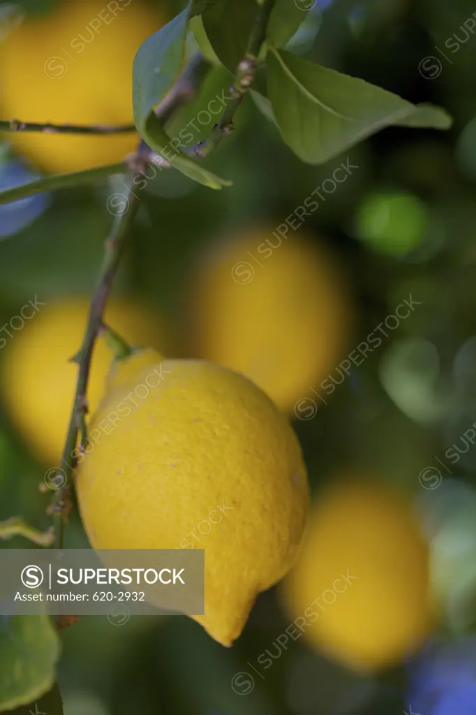 Lemons growing on a tree, Borrego Springs, San Diego County, California, USA