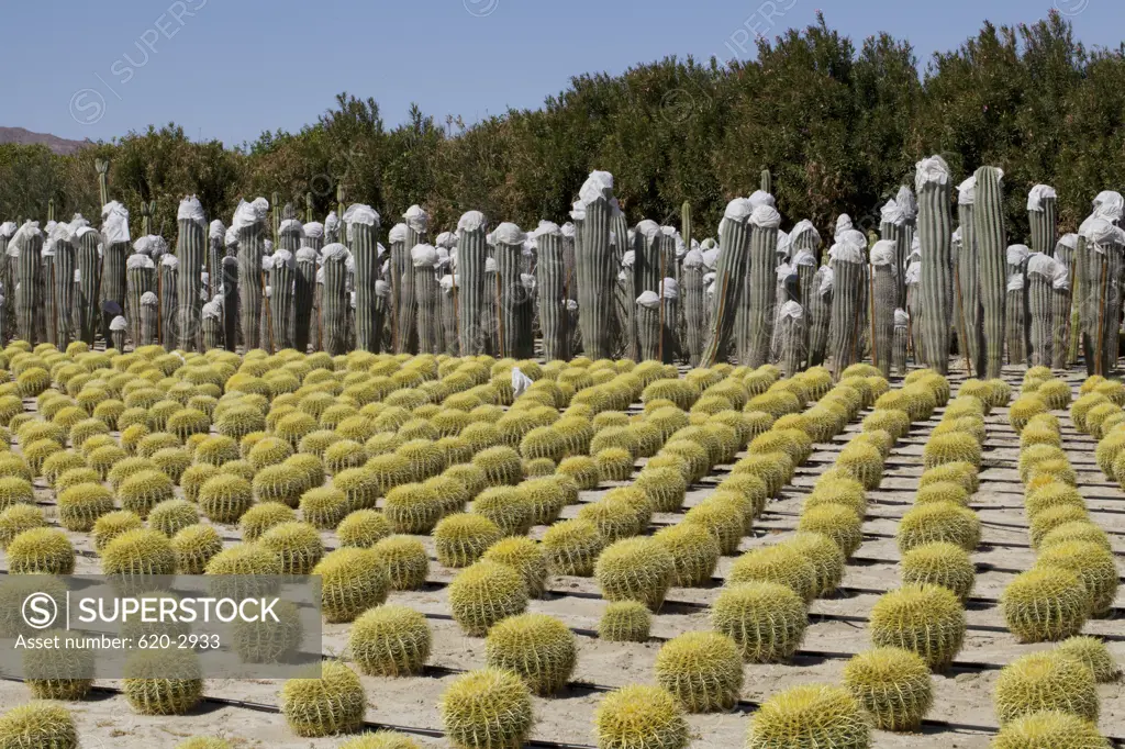 Cacti growing in Seley Ranches, Borrego Springs, San Diego County, California, USA