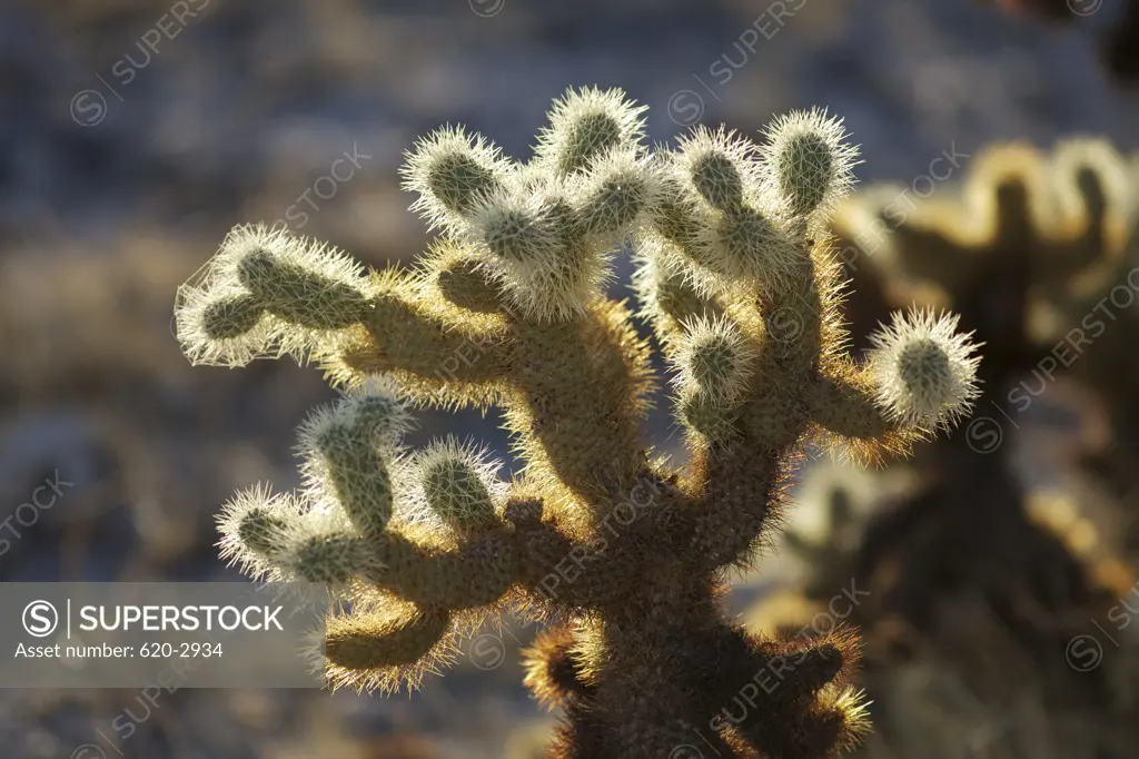 Close-up of Teddy-Bear Cholla cactus (Cylindropuntia bigelovii), Anza-Borrego Desert State Park, California, USA