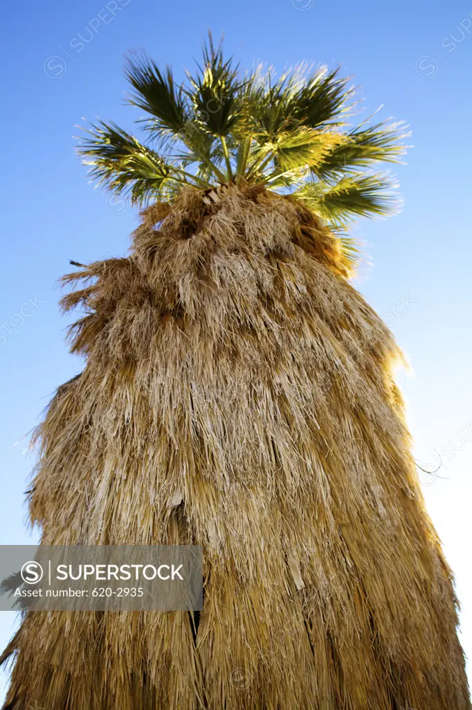 Low angle view of California fan palm tree, Anza Borrego Desert State Park, California, USA