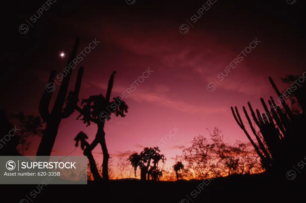 Organ Pipe Cactus during sunset, Arizona, USA (Stenocereus Thurberi)