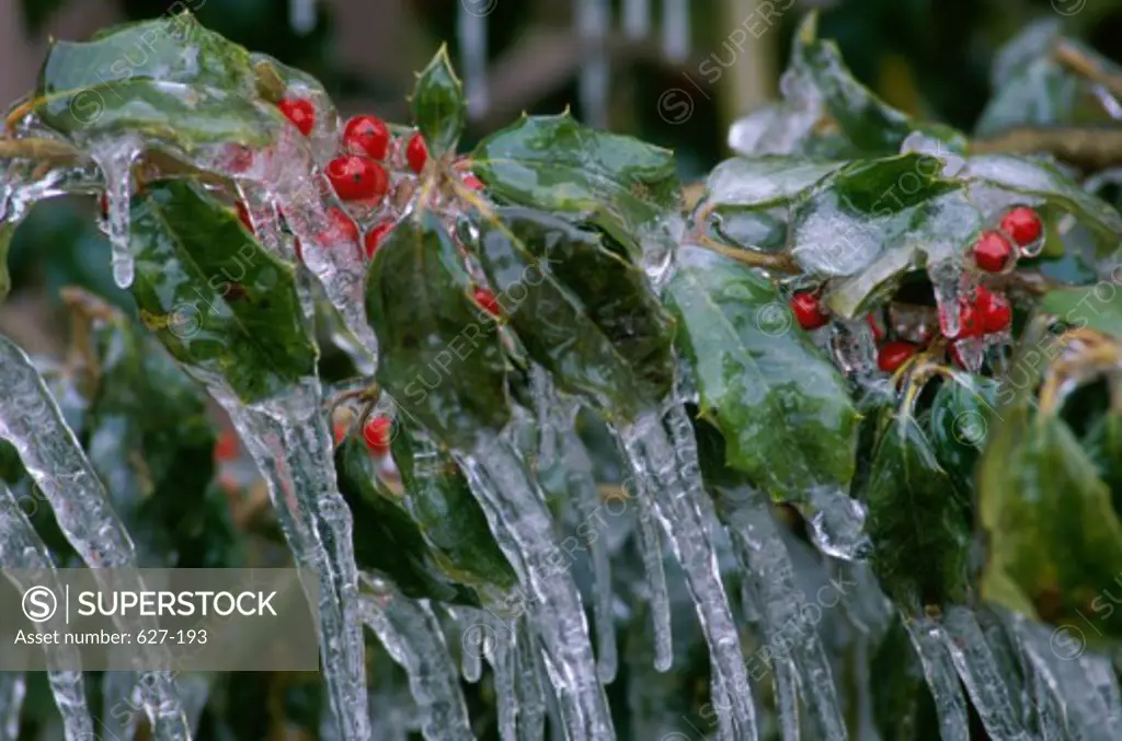 Ice formation on a Holly plant