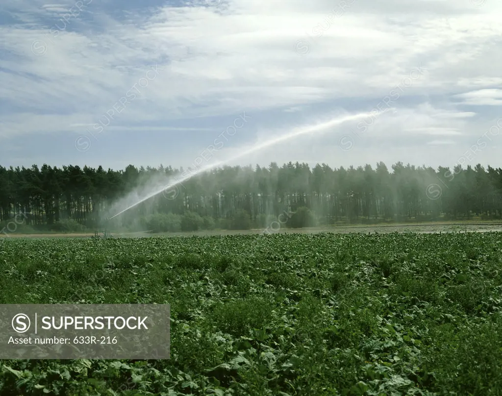 Water sprinklers irrigating a field of crops, Scotland