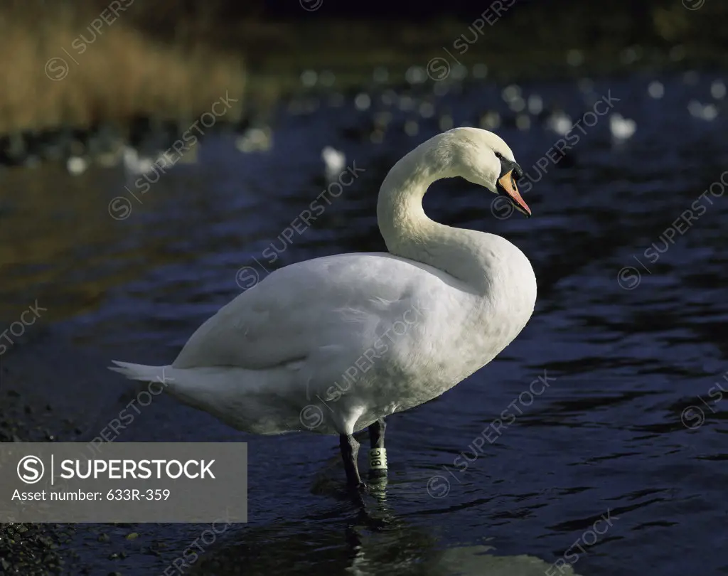 Swan standing in a lake