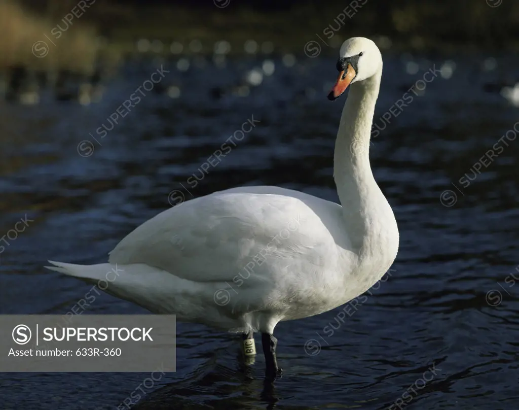 Swan standing in a lake