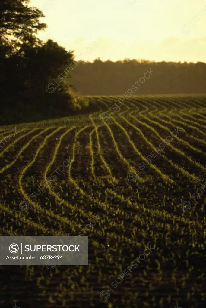 Young corn in a field